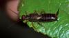 Forficula auricularia